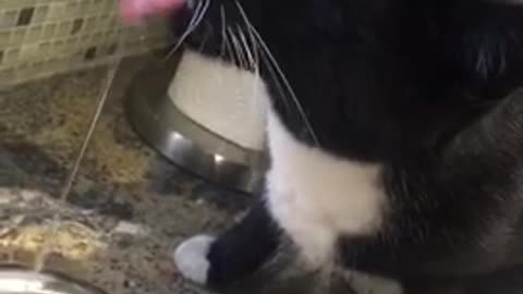 Black and white cat licks from faucet