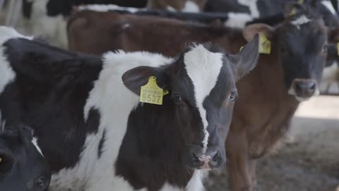 Close up cow feeding on milk farm. Cow on dairy farm eating hay