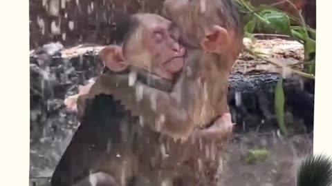 Monkey love 🙈🙉🙊🐵