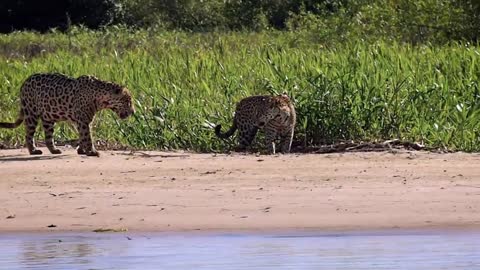 Brazilian Pantanal – The wildlife seeker’s paradise