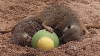 Meerkats collapse after intense search for food