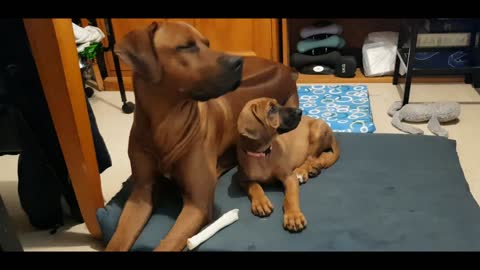 Big dog teaches little puppy to wait patiently while people cook
