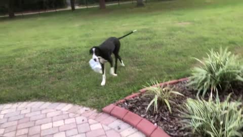 Great Dane puppy proudly completes first package delivery