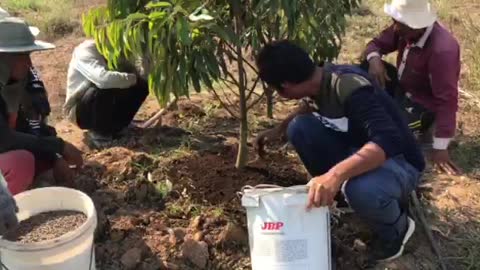 how to fertilizer durian tree - khmer agriculture