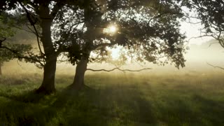Morning Sun Trees Scenic Video
