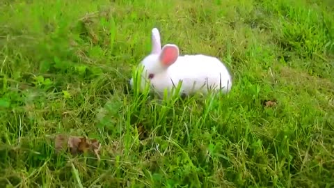 Rabbit Videos - Cute Rabbits For Kids - Funny