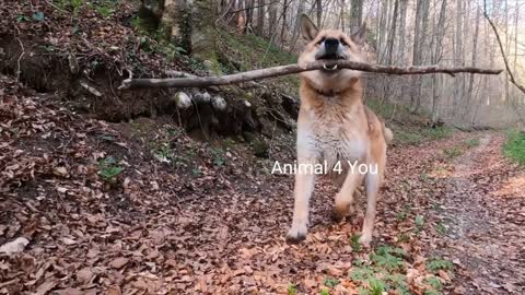 HOW TO FIX LEASH AGGRESSION IN 1 SESSION! AND TRAIN