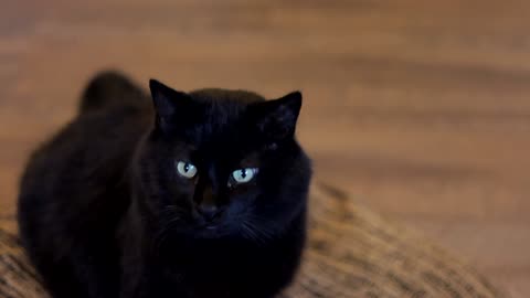 Close up video of a black cat,,,