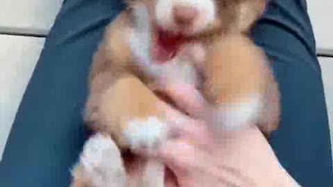 Gimme tickles Cute Littel Dog/Cat | Funny Animal