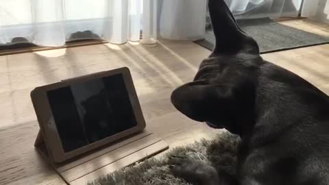 French Bulldog video calls his girlfriend