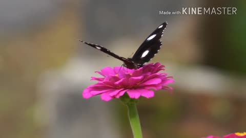 Vlog butterfly in flower garden