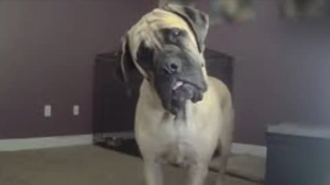 FUNNIEST DOGS Caught on Camera 😁 Funniest Animal Videos