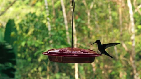 Slow Motion Footage Of A Hummingbird"s Wings Flapping While Feeding