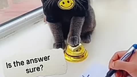 Cute cat knows to count