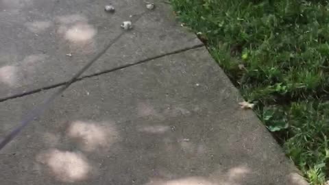 Dog in wheelchairs and cat on leash