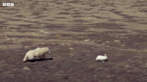 Wolf Pack Hunts A Hare | 4K UHD | The Hunt | BBC Earth