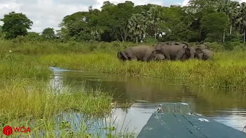 Amazing elephant save baby elephant from crocodile hunting | Animals hunting fail5