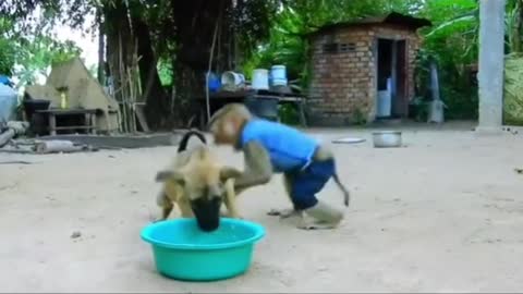 Macaco vs cachorro