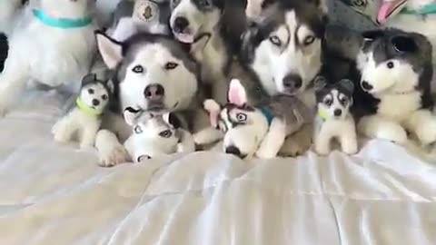 Cute and funny animals