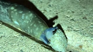 Close Up of Slug Eating Dog Food