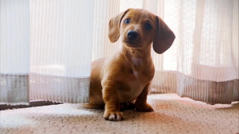 A Dog Fight With His Reflection