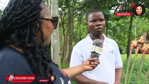 Ginger farming in Ghana