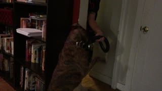 Dog vs. Vacuum