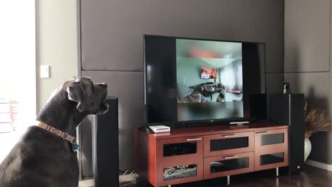 Great Dane howls at other dogs howling on TV