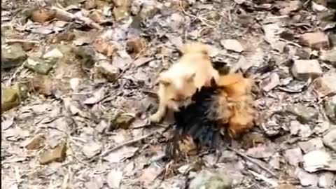 Fight between a chicken and a dog - so funny Dog Fight Videos