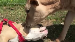 Truly heartwarming friendship between a bulldog and a calf