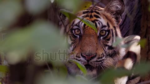 animals video Royal Bengal tiger Bangla bagh