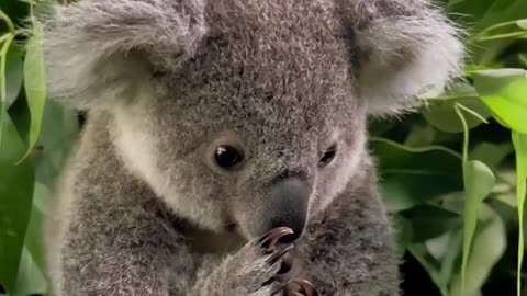 So cute 🥰 #babykoala #cute #animals #fyp #foryou