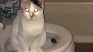 Kitty sits on toilet like human