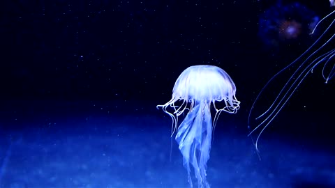 Beuatiful white jellyfish floating through dark ocean waters