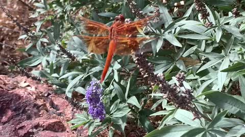 Orange 4 inch dragonfly in Las Vegas