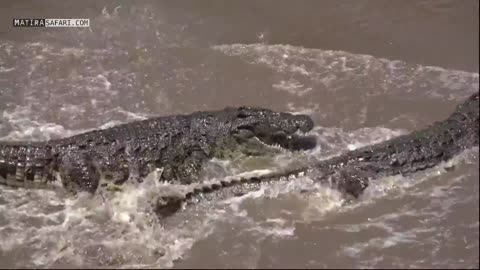 crocodile fight