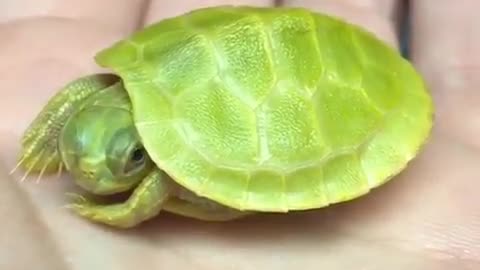 A cute little turtle