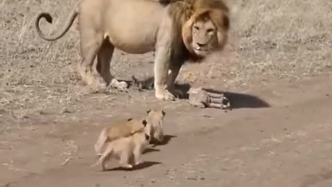 Lion dad ditches his kids