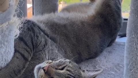 Cat being called by its owner, but it's too sleepy to hold its attention