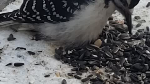 Hairy Woodpecker came to the birdfeeder to dine in the dead of winter in Saskatchewan Canada