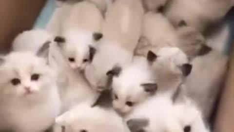 Kitty Cute Cats | Baby Cats