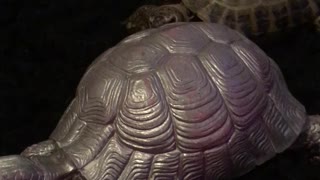 Roly Poly Tortoise