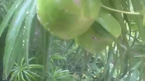 Spanish tamarind, the fruits are green, very exotic! [Nature & Animals]