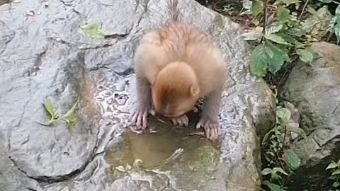The little monkey in the mountain was thirsty