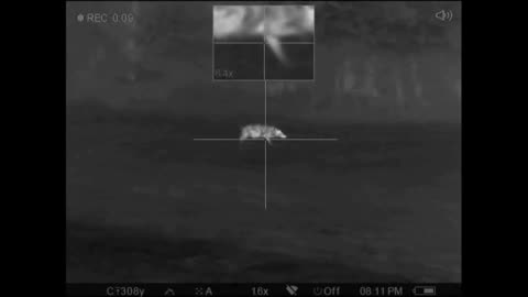 Thermal Scope Hog Hunt