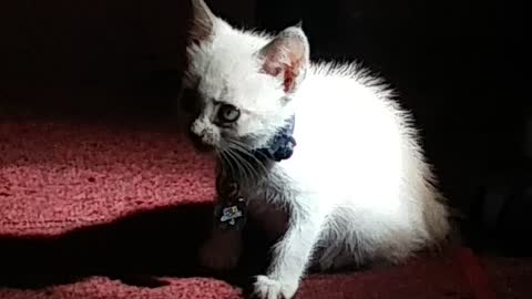 Silver the Kitten