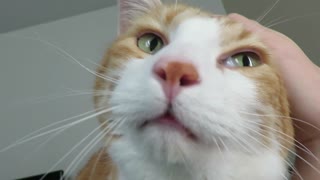 Cat meows to wake up owner