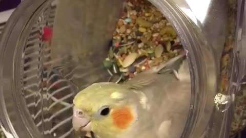 Bossy Cockatiel Wants Her Seeds