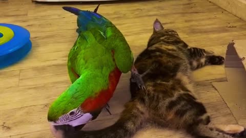 A huge parrot bit the cat's tail