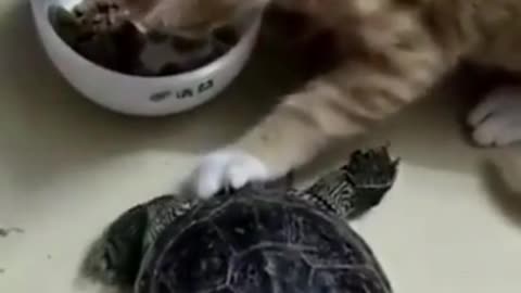 Kitten refuses baby turtle to eat its cat food